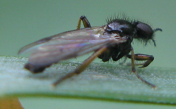 Bibio femoralis (Bibionidae), maschio